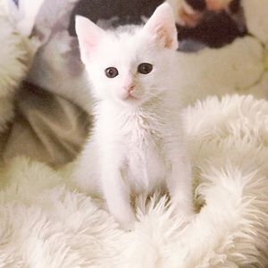 Meet your Posher, Ashlee